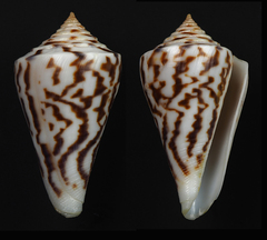 Conus clerii