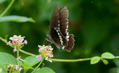 Papilio polytes