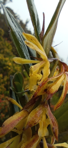 Epidendrum pittieri Ames 4
