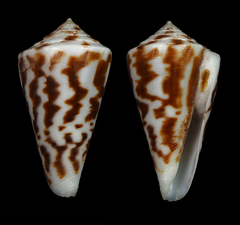 Conus clerii