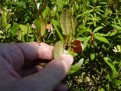 Exobasidium cassandrae