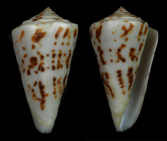 Conus clerii
