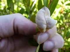 Exobasidium cassandrae