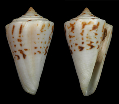 Conus clerii