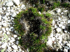 Ficinia overbergensis