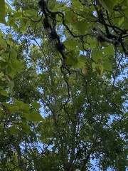 Polioptila caerulea caerulea