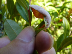 Exobasidium cassandrae