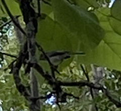 Polioptila caerulea caerulea