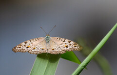 Junonia atlites