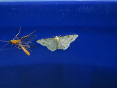 Trigrammia quadrinotaria