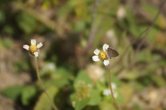 Hemiargus hanno