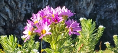 Senecio speciosissimus