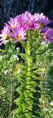 Senecio speciosissimus