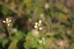 Hemiargus hanno