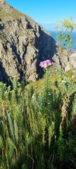 Senecio speciosissimus