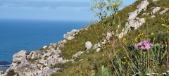 Senecio speciosissimus