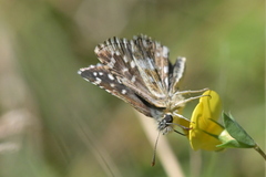 Pyrgus malvoides