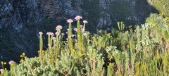 Senecio speciosissimus