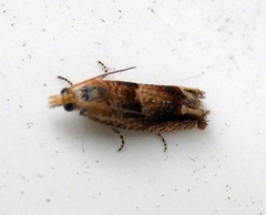 Eucosma conterminana