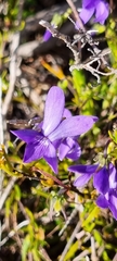 Viola decumbens