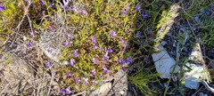 Viola decumbens