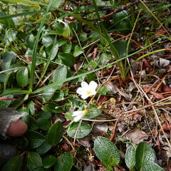Montia bostockii