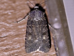 Euxoa velleripennis