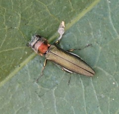 Agrilus smaragdifrons