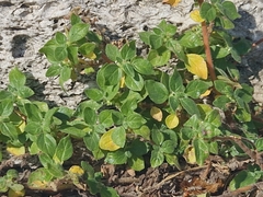 Parietaria judaica