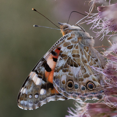 Vanessa cardui