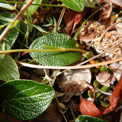Montia bostockii