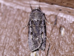 Euxoa velleripennis