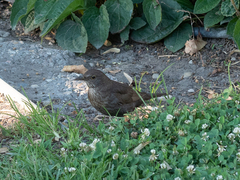 Turdus merula