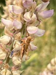 Melanoplus devastator