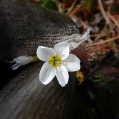 Montia bostockii