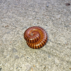 Thyropygus allevatus