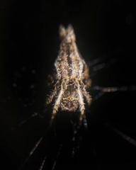 Nicolepeira bicaudata