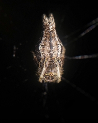 Nicolepeira bicaudata