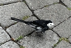 Motacilla alba yarrellii