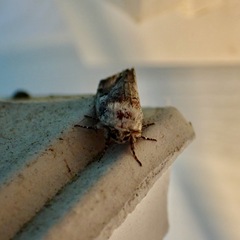 Meropleon diversicolor