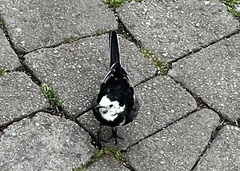 Motacilla alba yarrellii