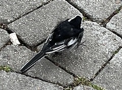 Motacilla alba yarrellii