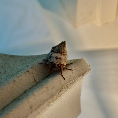 Meropleon diversicolor