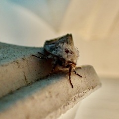 Meropleon diversicolor