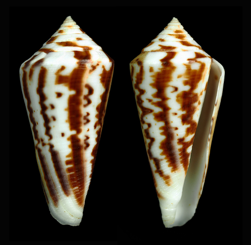 Conus lemniscatus, 2018-08-15