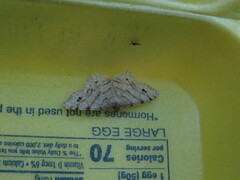 Trigrammia quadrinotaria