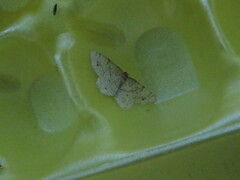 Trigrammia quadrinotaria