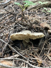 Tricholoma smithii