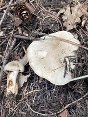 Tricholoma smithii