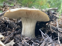 Tricholoma smithii